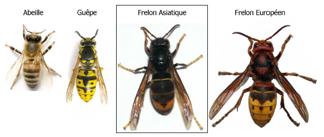 frelon-asiat