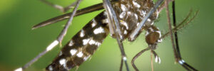 moustique-WEB