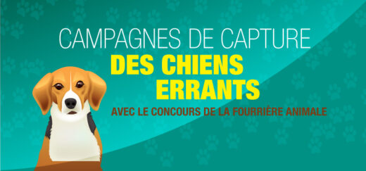 Campagnes&#x20;de&#x20;capture&#x20;des&#x20;chiens&#x20;errants&#x20;sont&#x20;envisag&#x00E9;es&#x20;sur&#x20;le&#x20;territoire&#x20;de&#x20;la&#x20;commune&#x20;&#x3A;