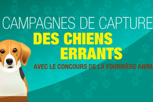 Campagnes de capture des chiens errants sont envisagées sur le territoire de la commune :
