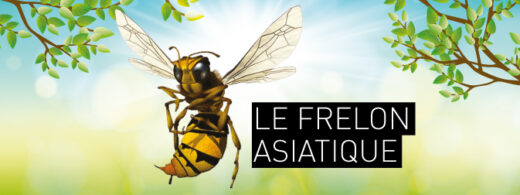 LE&#x20;FRELON&#x20;ASIATIQUE&#x20;&#x3A;&#x20;MIEUX&#x20;LE&#x20;CONNA&#x00CE;TRE&#x20;POUR&#x20;LIMITER&#x20;SA&#x20;PROLIF&#x00C9;RATION