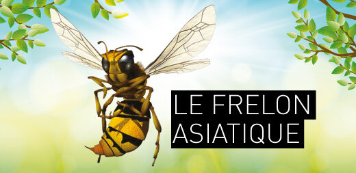 LE FRELON ASIATIQUE : MIEUX LE CONNAÎTRE POUR LIMITER SA PROLIFÉRATION