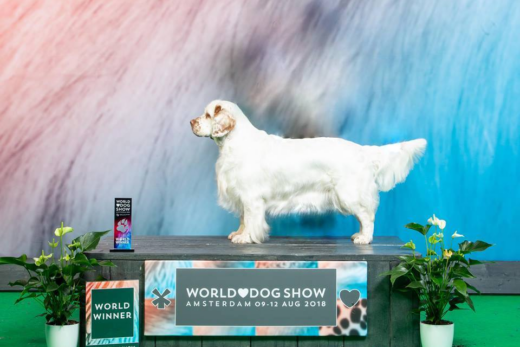 Championne du monde canin à Canohès