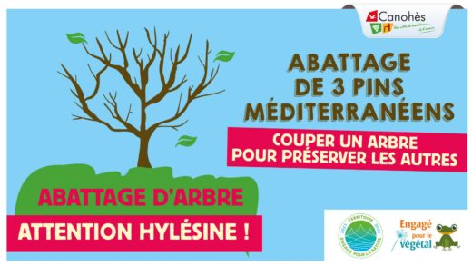 Abattage&#x20;de&#x20;Pins&#x20;M&#x00E9;diterran&#x00E9;ens&#x20;sur&#x20;la&#x20;commune