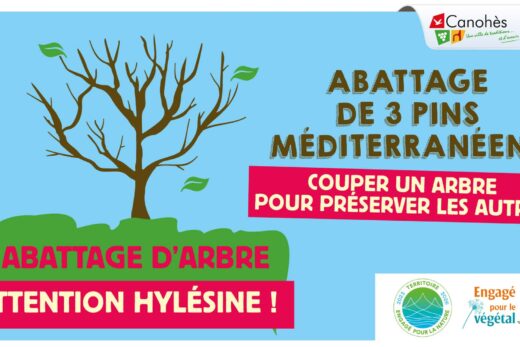 Abattage de Pins Méditerranéens sur la commune