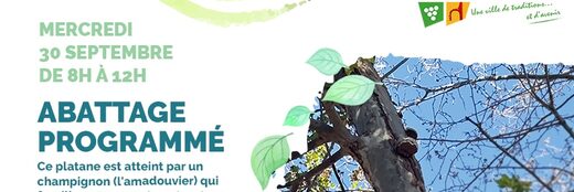 Abattage d’un platane rue du Moulin