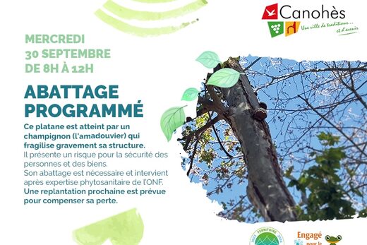 Abattage d’un platane rue du Moulin